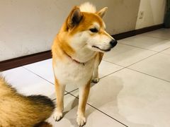 -柴务处·柴犬主题狗咖