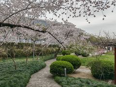 -嘉定紫藤园