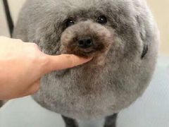 -欧奕国际动物医院