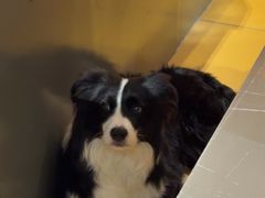 -MARSMART PETS火星宠物超市(1733店)