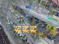 -哈尔滨道外花鸟鱼市场