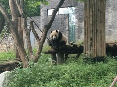 -都江堰中华大熊猫苑