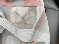 -申普宠物医院·心脏介入·心血管微创(总院)