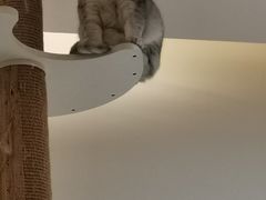 -猫域·湾主题猫咖·宠物吧(南坪城市广场店)