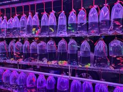 -中环花鸟鱼虫市场