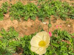 -松山湖梦幻百花洲