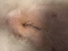 -爱侣宠医·鹦鹉专科·小型哺乳类·异宠专科(灵石路店)