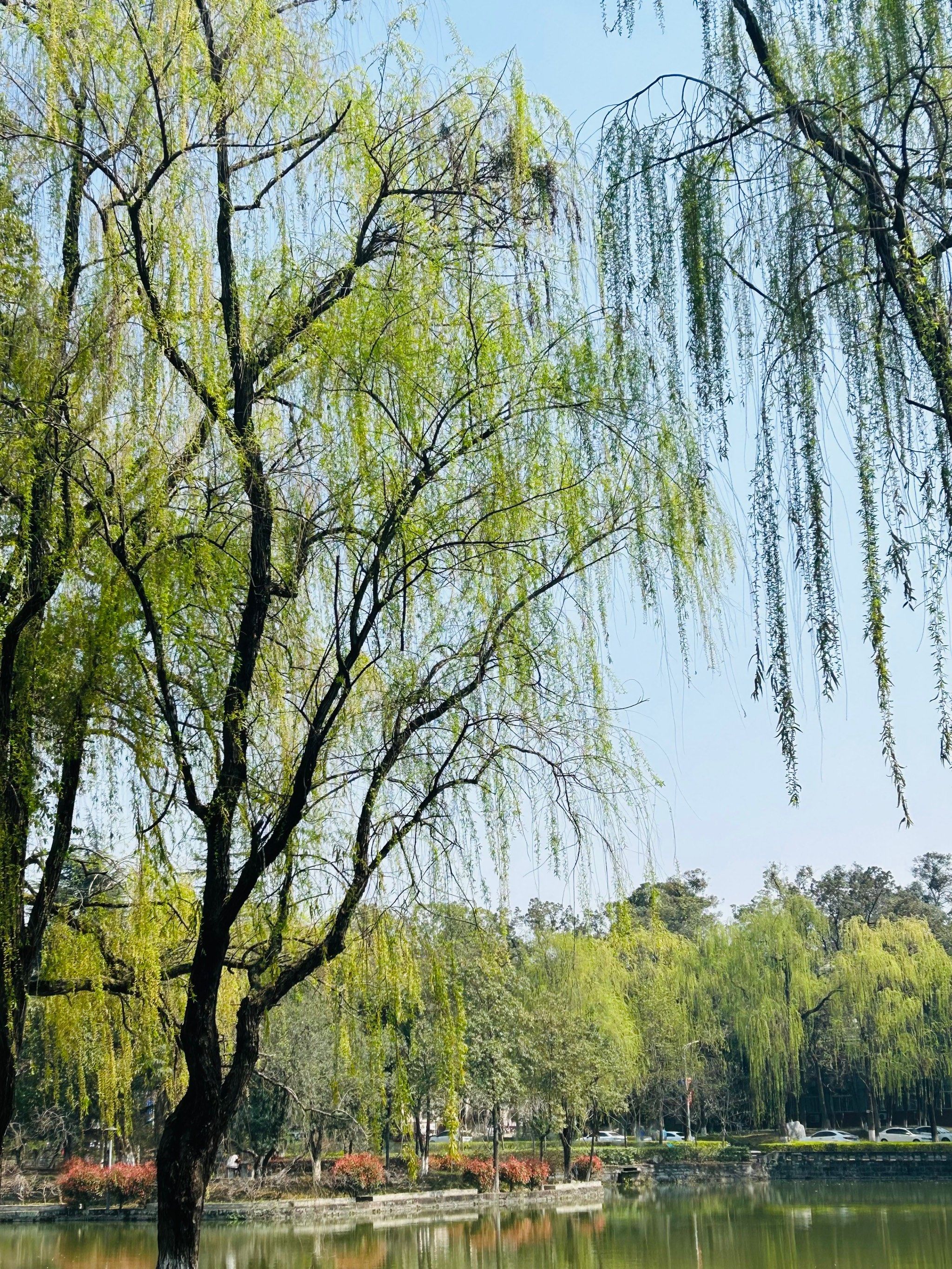 湖边的柳树抽了新芽 海棠花苞挂满枝