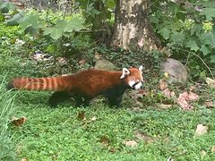 -都江堰中华大熊猫苑