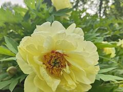 -莲花池公园