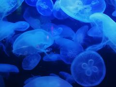 -太平洋海底世界