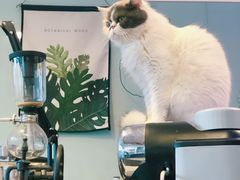 -平行世界·猫咖(首经贸店)