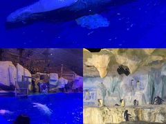 -海合安青岛极地海洋公园
