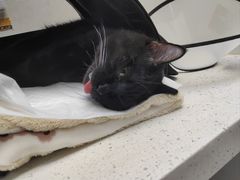 -纳吉亚猫专科动物诊疗中心(蒋宅口分院)