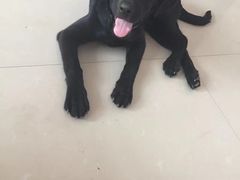 -天使宠物医院·犬猫分诊(彩虹店)