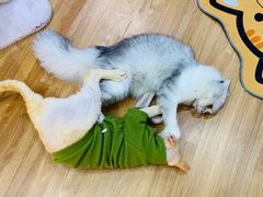 -COLOR PETS 撸猫馆·购猫·猫咖(长风大悦城店)