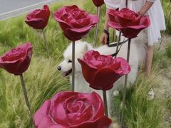 -三圣花乡旅游区