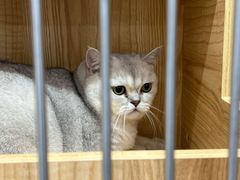 -爱洗澡的猫(天河路店)