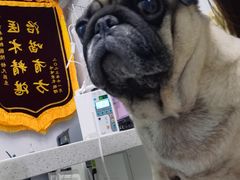 -宠福鑫动物医院·动物疾病诊疗中心(天通苑店)