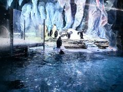 -帝企鹅自助餐厅•儿童岛•真企鹅(长隆企鹅酒店)