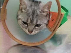 -米苏动物医院·犬猫专科·骨科外科内窥镜