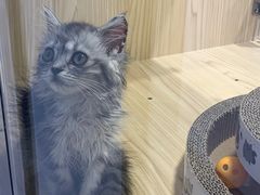 -屋虎猫馆(宝安大仟里店)