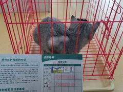 -瑞派天宁宠物医院·猫科·异宠中心