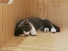 -屋虎猫馆(宝安大仟里店)
