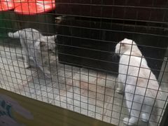 -猫咪博物馆(顶澳仔猫街店)