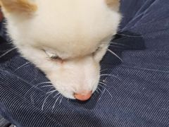 -逗柴咖啡屋·狗咖猫咖宠物桌游
