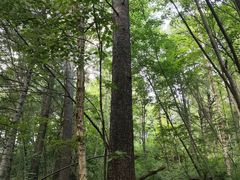 -五营红松林海景区