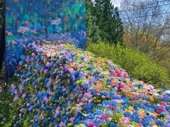 -上海共青森林公园