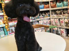 -我爱吾宠宠物美容院(朝阳路店)