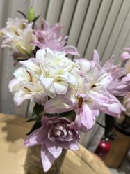 -薇薇安花系SPA