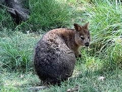 -费瑟代尔野生动物园