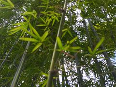 -荔枝公园(福田区)