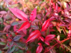 -昆山城市生态森林公园