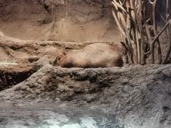 -大阪海游馆
