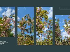 -长白岛森林公园