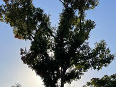 -昆山城市生态森林公园