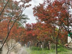 -广州市帽峰山景区