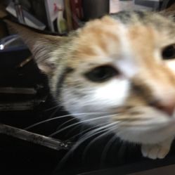 -墨無界刺青TATTOO