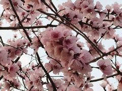 -桃花堤公园