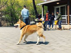 -菠萝格斗巴西柔术训练馆