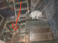 -猫咪博物馆(顶澳仔猫街店)