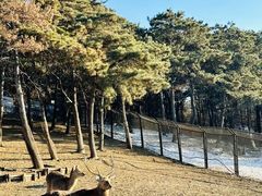 -沈阳森林动物园