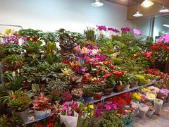 -大自然花鸟鱼虫市场