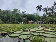 -中国科学院西双版纳热带植物园
