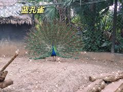 -海南热带野生动植物园