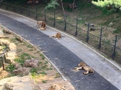 -大连森林动物园